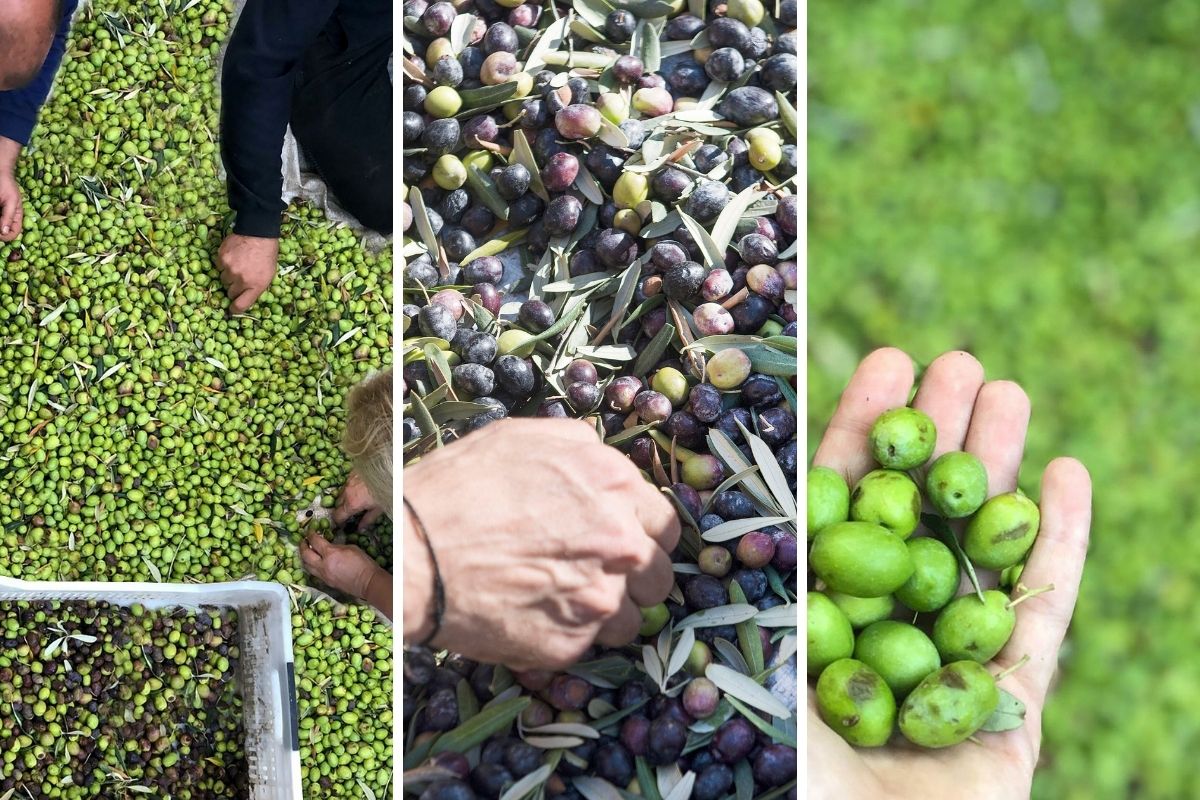 Şirince'de zeytin hasadı için start verdi